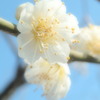 小田原の梅３
