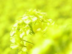 いち面きいろ