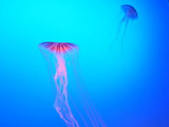 海月