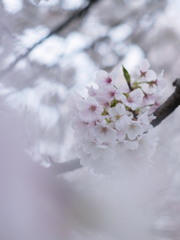 sakura