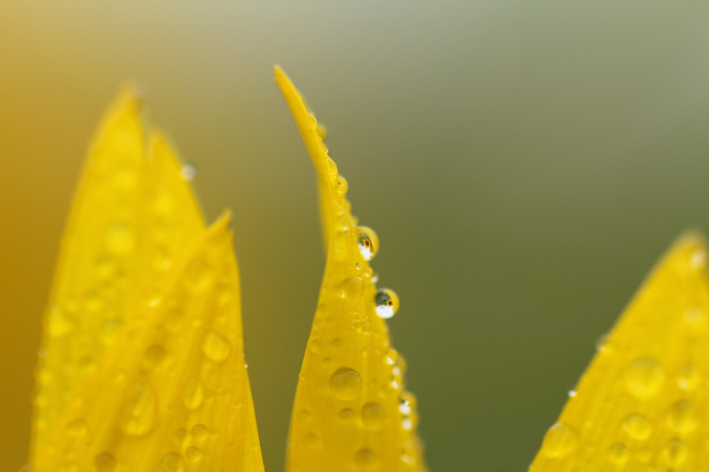 雨上がりの早朝に１