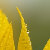 雨上がりの早朝に１