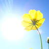 眩しい秋