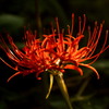曼珠沙華