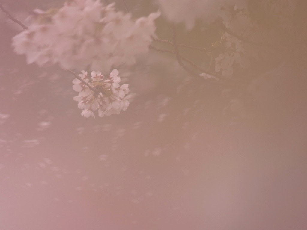 花吹雪