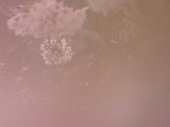花吹雪