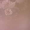 花吹雪