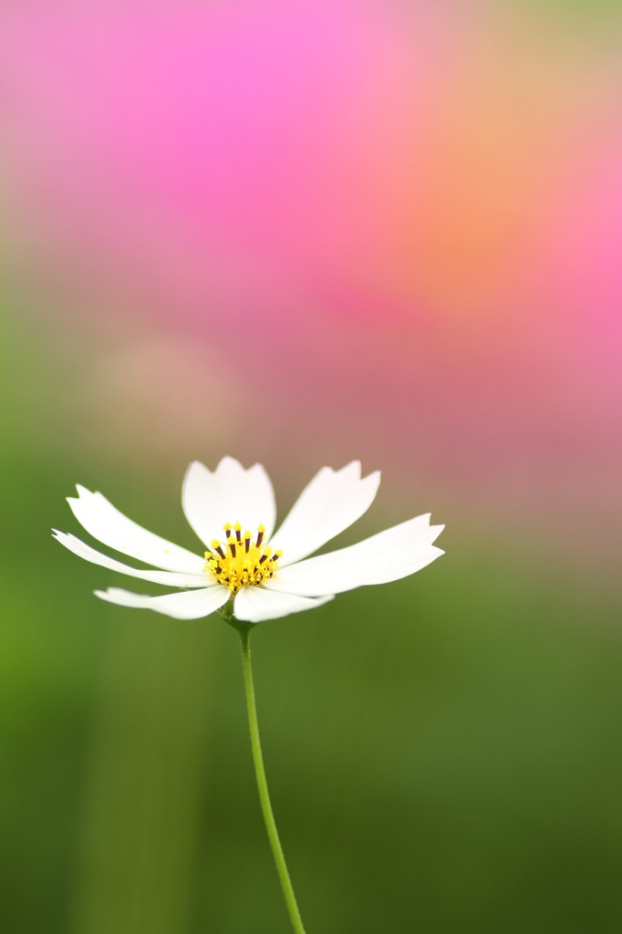秋桜2014
