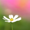 秋桜2014