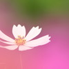 秋桜
