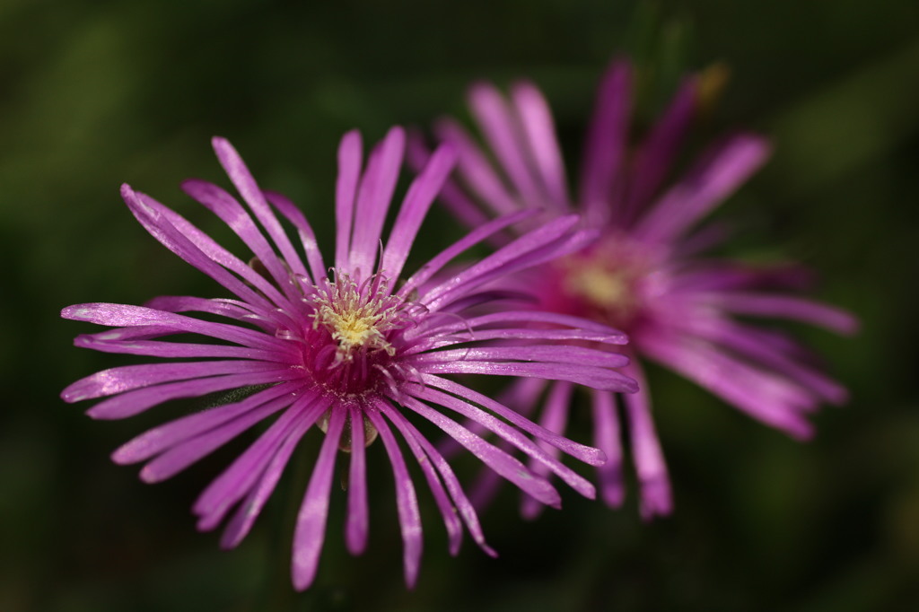 花火。のような花