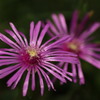 花火。のような花