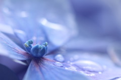 紫陽花。