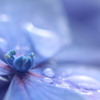 紫陽花。