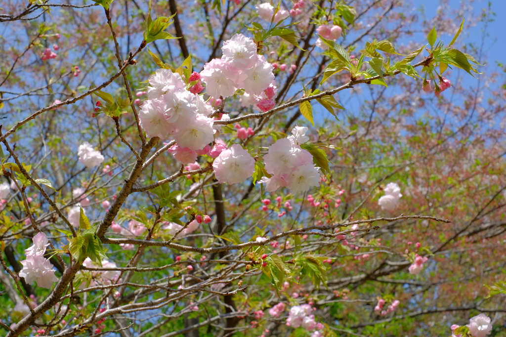 桜