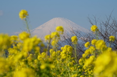 薫風の富士