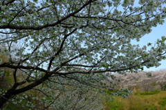 大島桜