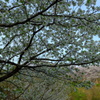 大島桜