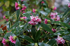 沈丁花
