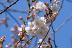 開花