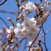 開花