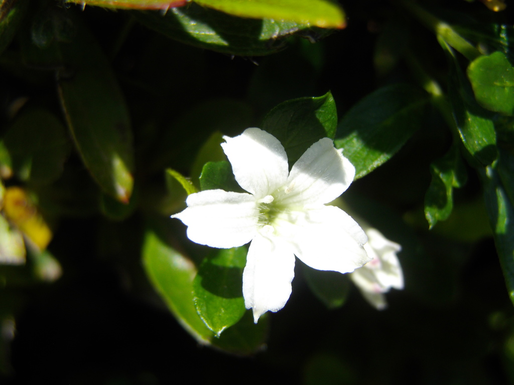 小白花