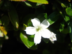 小白花