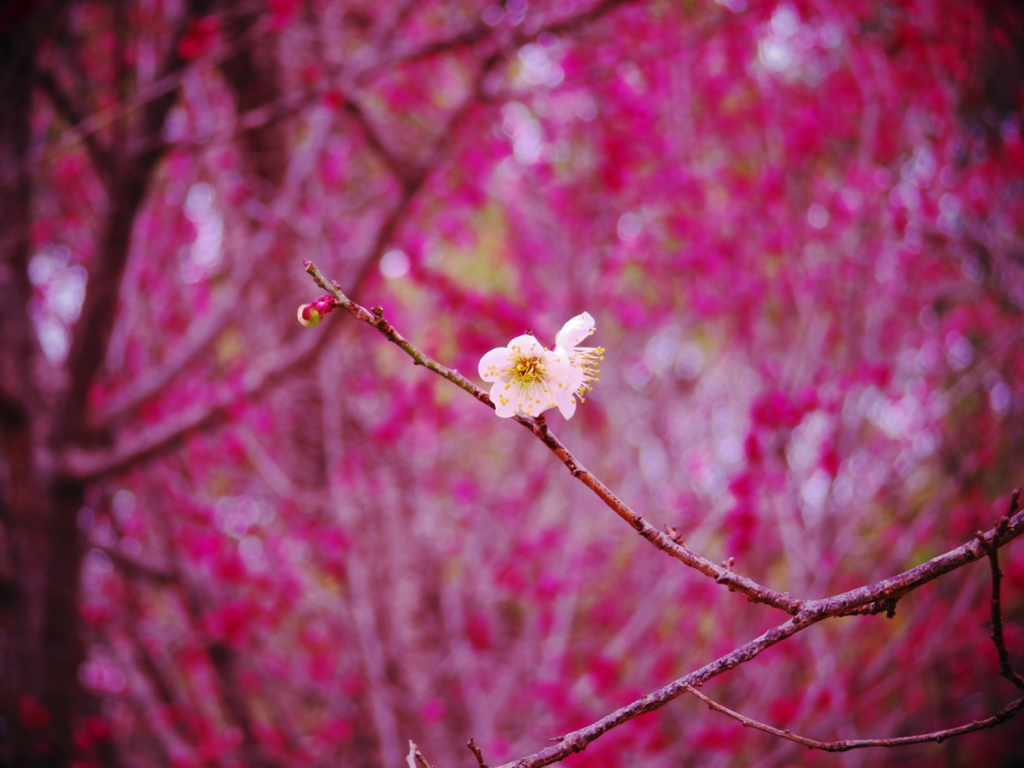 梅開花