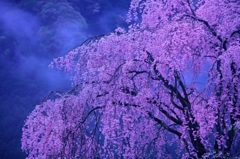 夜明け前のしだれ桜