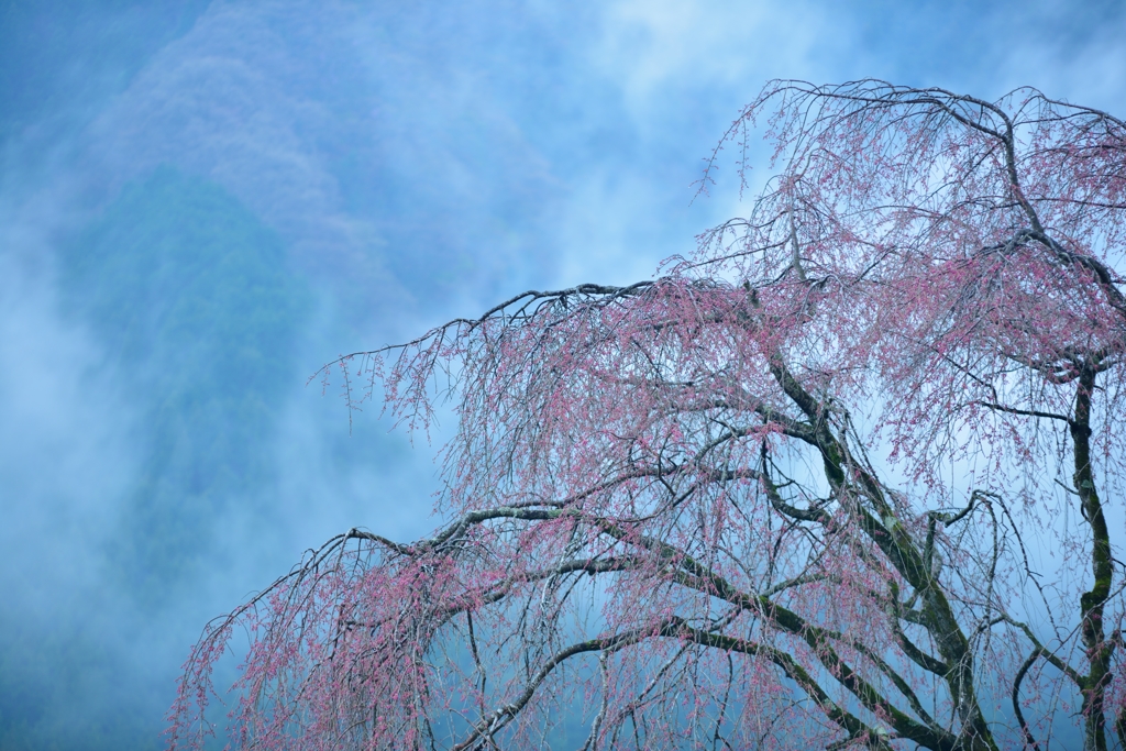 しだれ桜