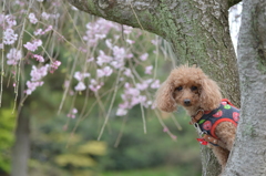 枝垂れ桜と一緒に　その２