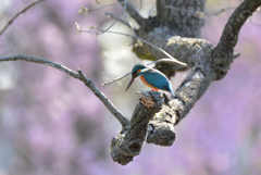 桜（バック）カワセミ