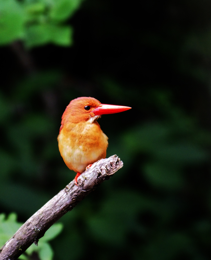 止まり木１　アカショウビン