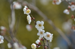 Spring will come soon.