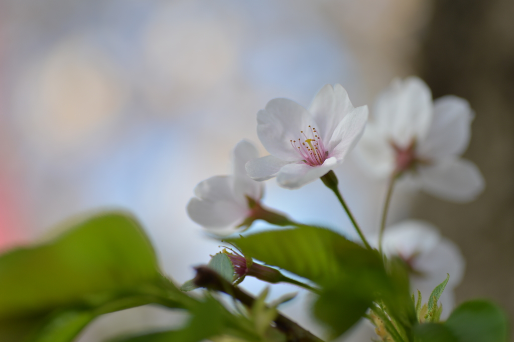 桜だよ。