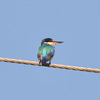 モリショウビン　Forest KingFisher