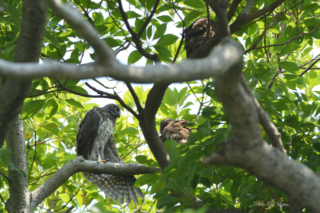 半エンゼル・・・