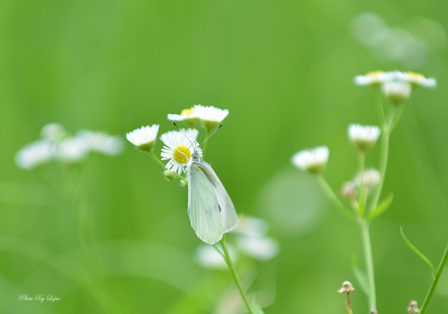 モンシロチョウ