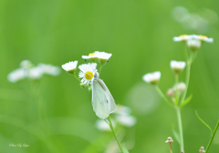 モンシロチョウ