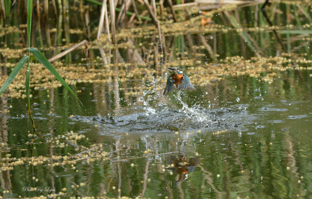 DSC_5580G