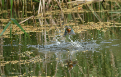 DSC_5580G