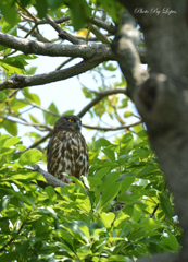 ようやく順光にて。