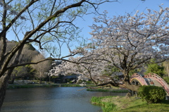 晴天のさくら