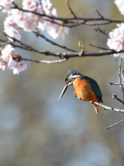 花の似合う男(カワセミ）