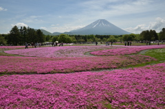 富士芝桜まつり　４