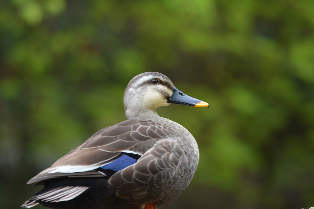 春のカルガモ～