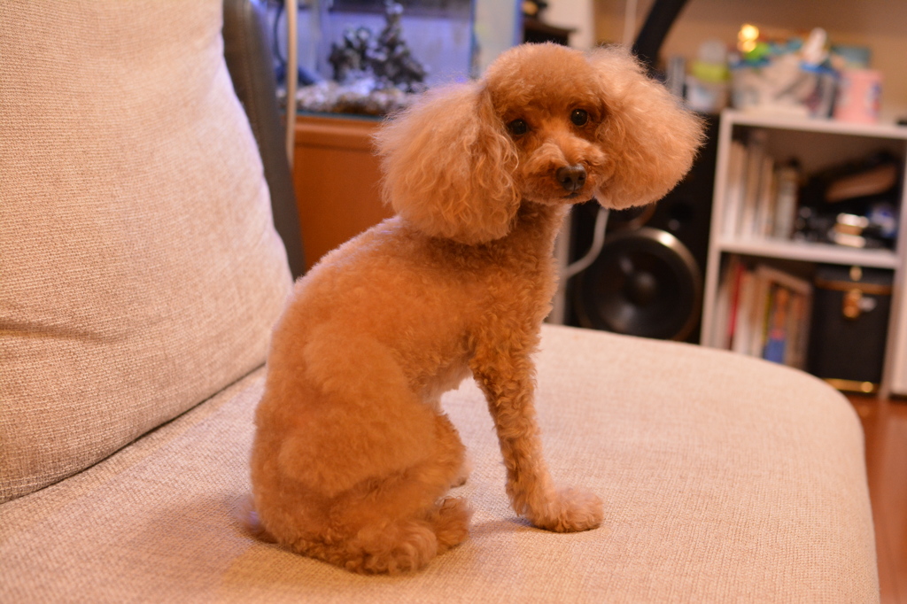 トリミング行ってきたんですが・・・。