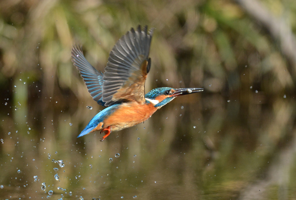 ダイブ＆Go!　　４