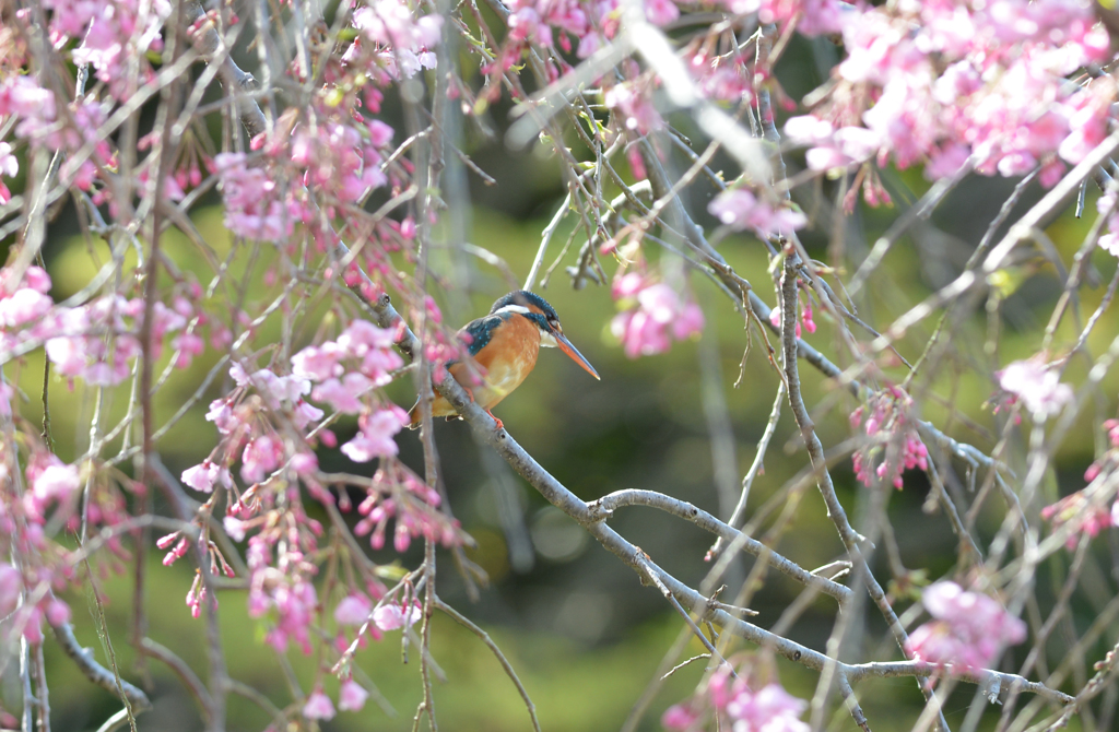 桜カワセミ　陽光編