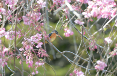 桜カワセミ　陽光編